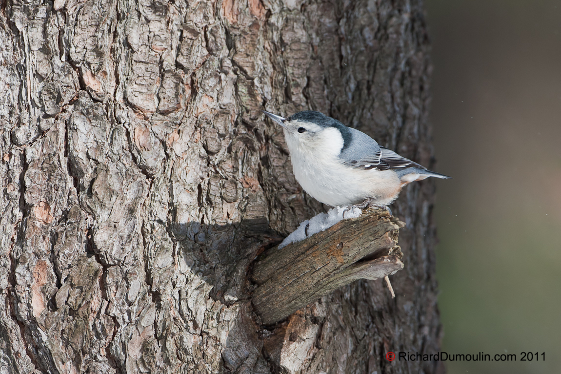 WHITE-BREASTED NUTHATCH