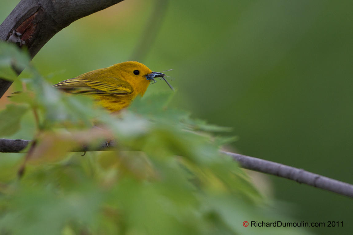 PARULINE JAUNE