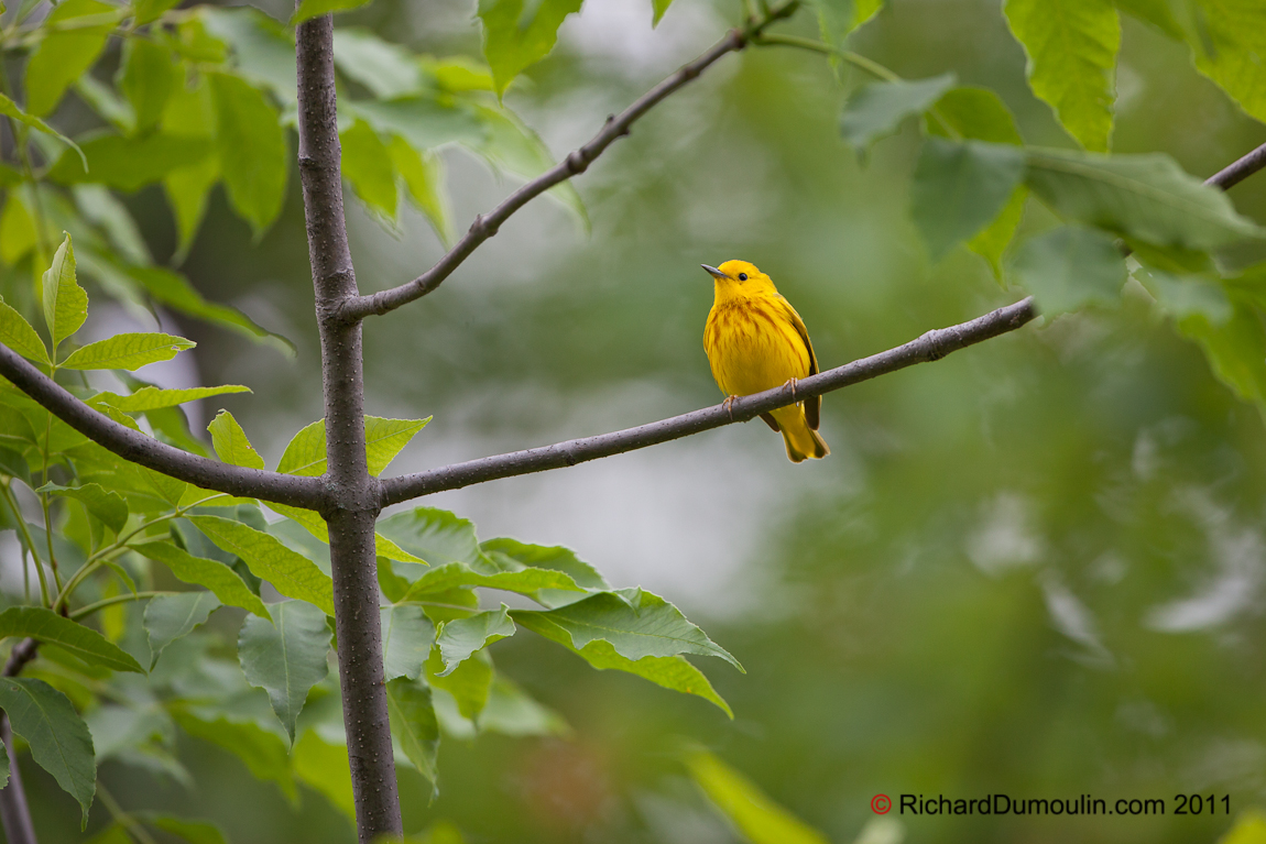 YELLOW WARBLER