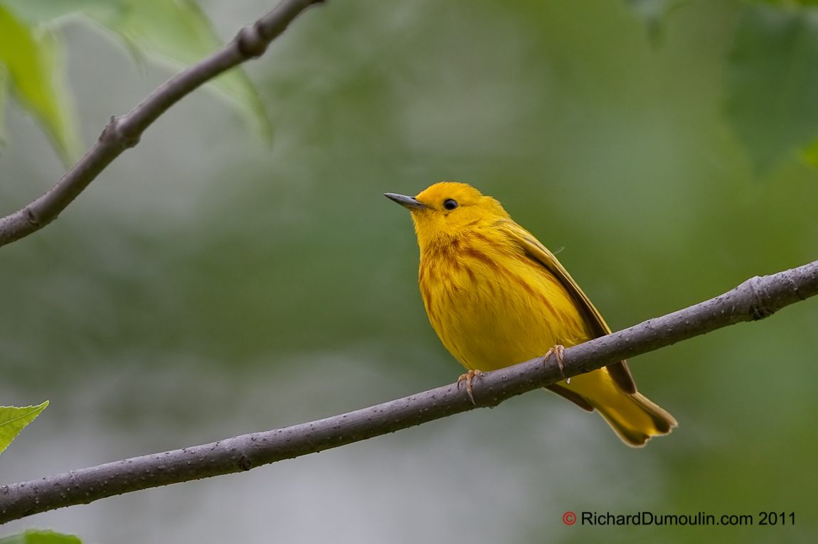 YELLOW WARBLER