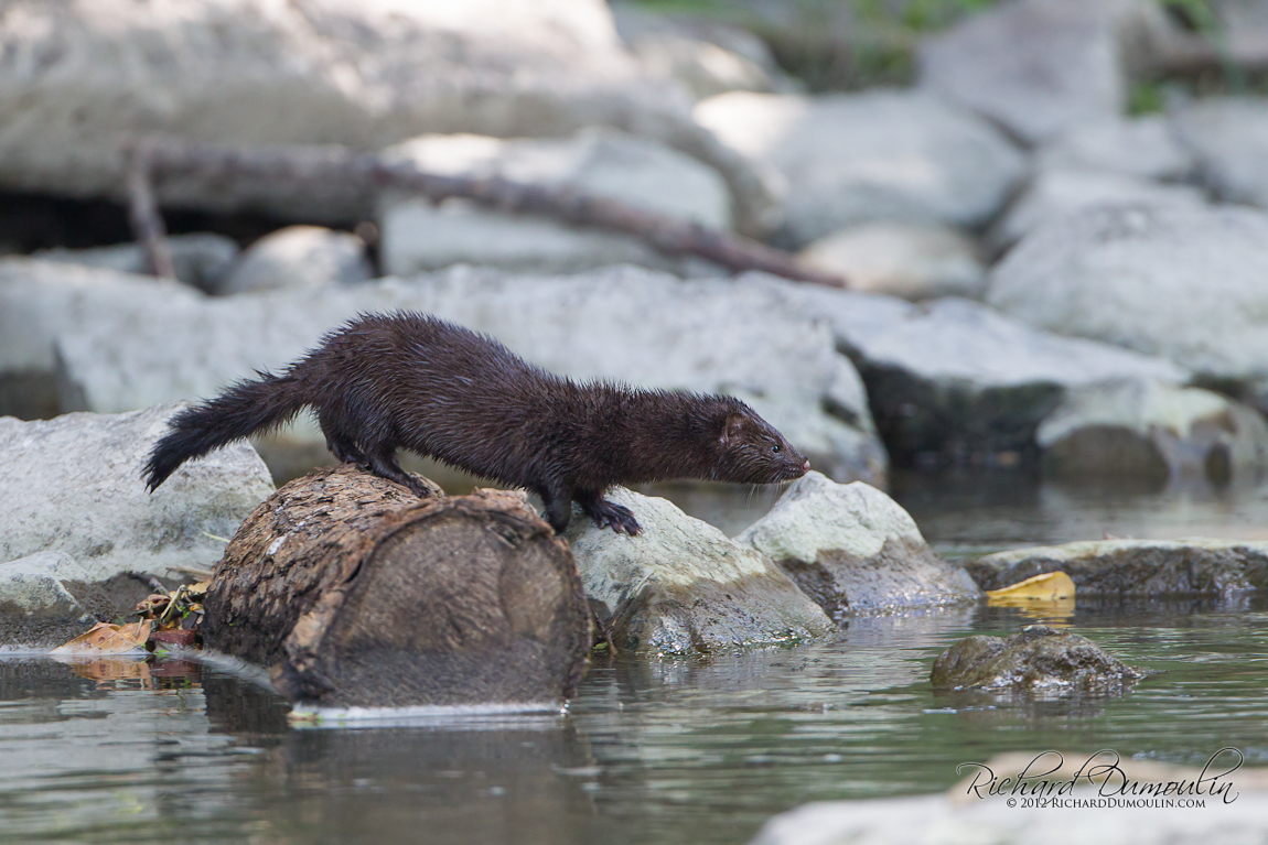 AMERICAN MINK