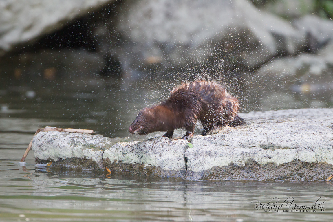 AMERICAN MINK