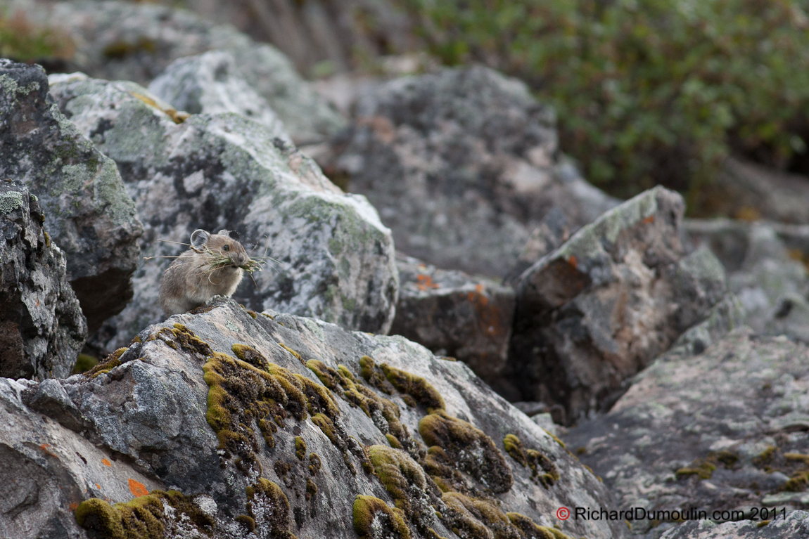 AMERICAN PIKA