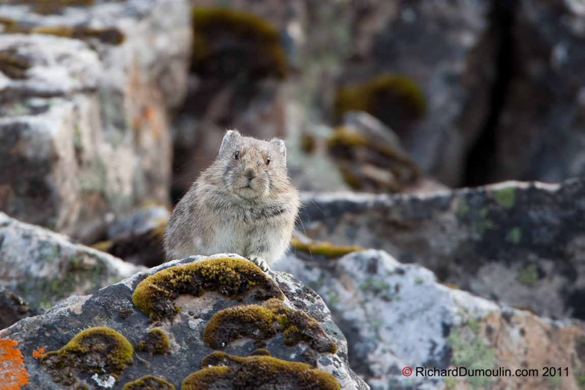 AMERICAN PIKA