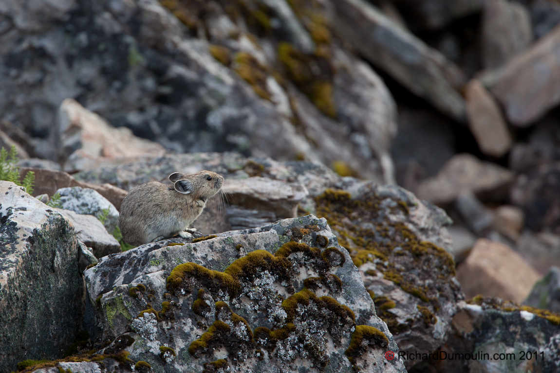 AMERICAN PIKA