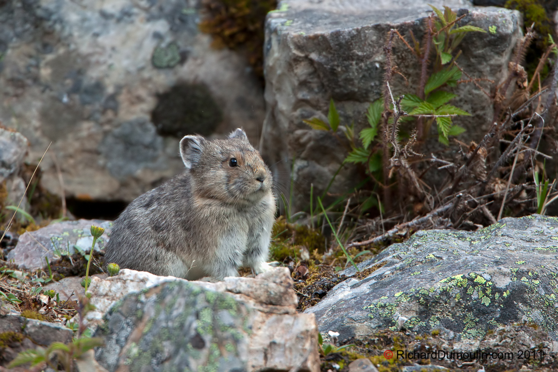 AMERICAN PIKA