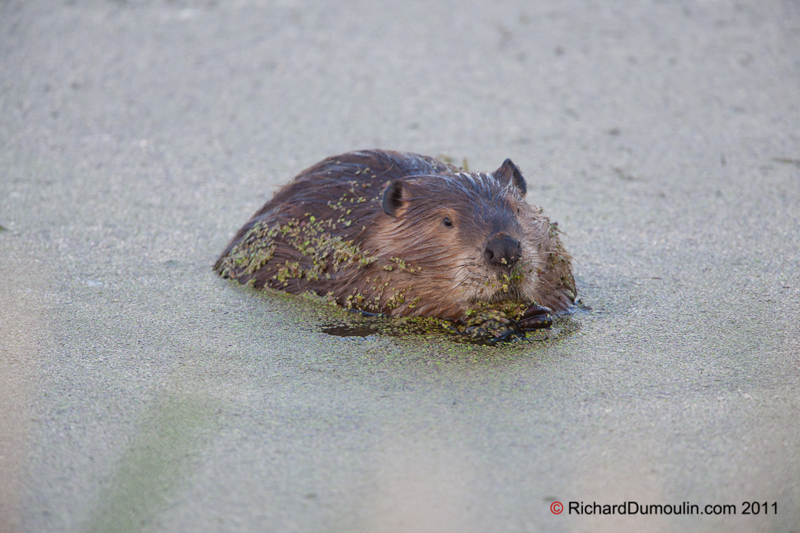 BEAVER