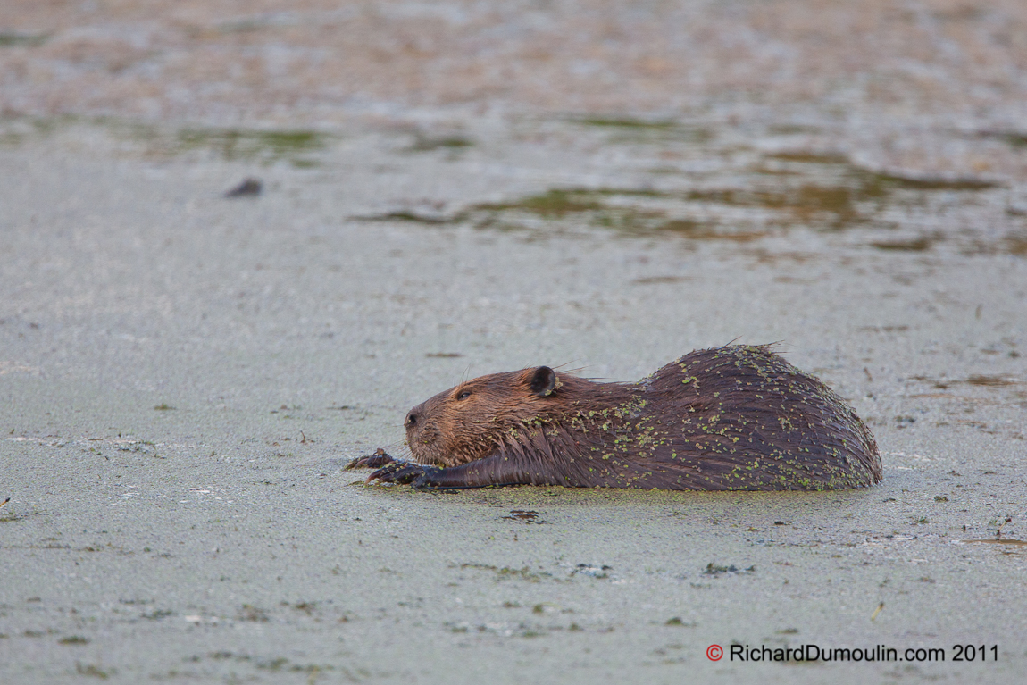 BEAVER