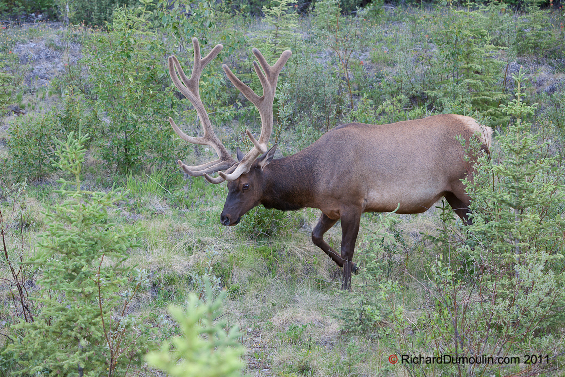 ELK