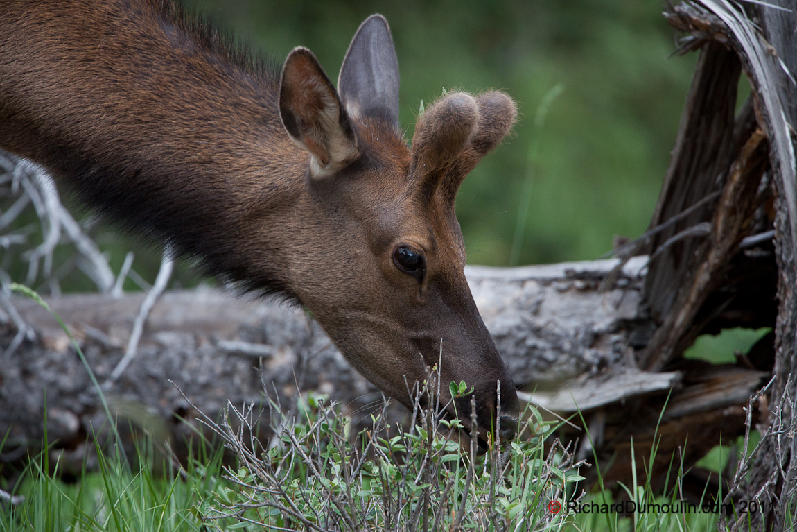 ELK