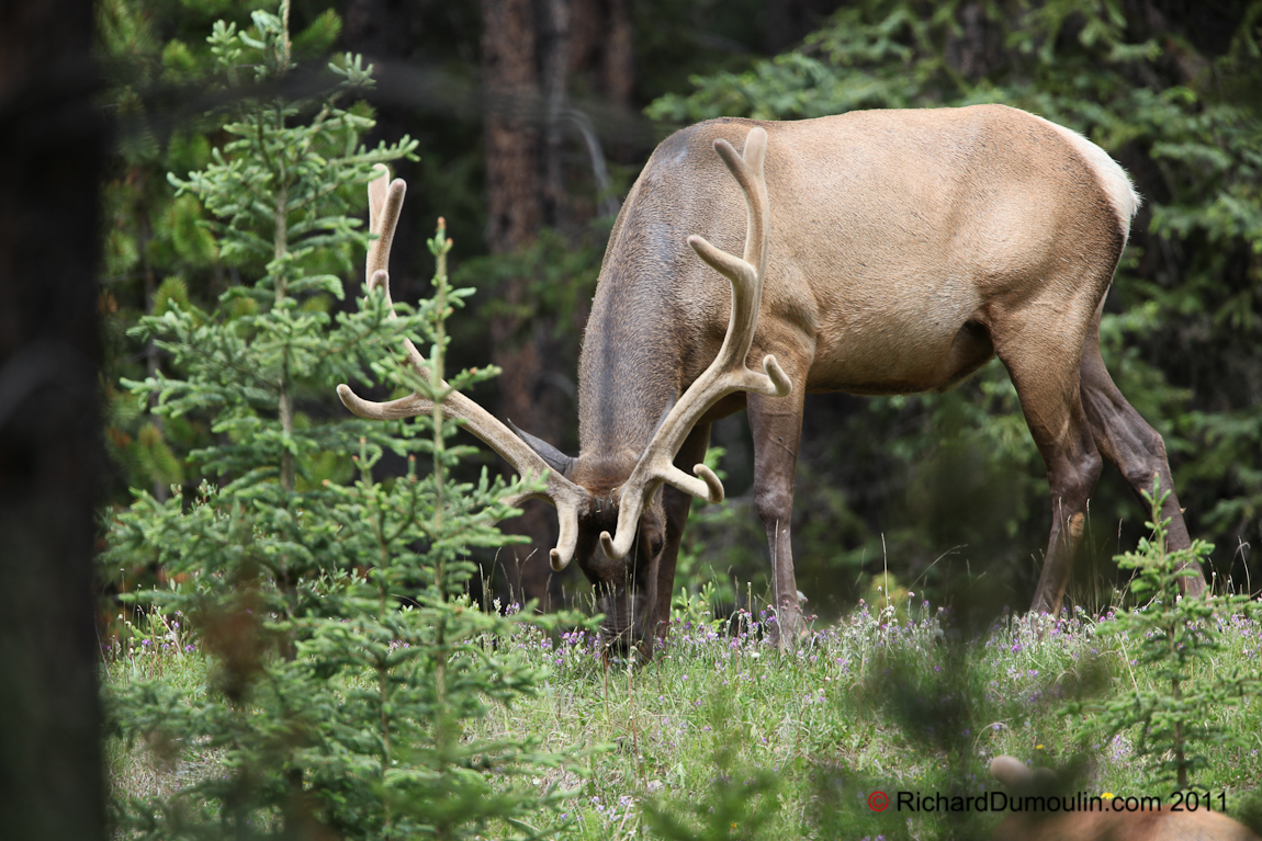ELK