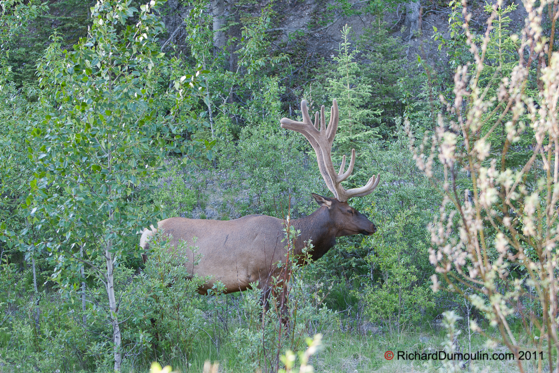 ELK