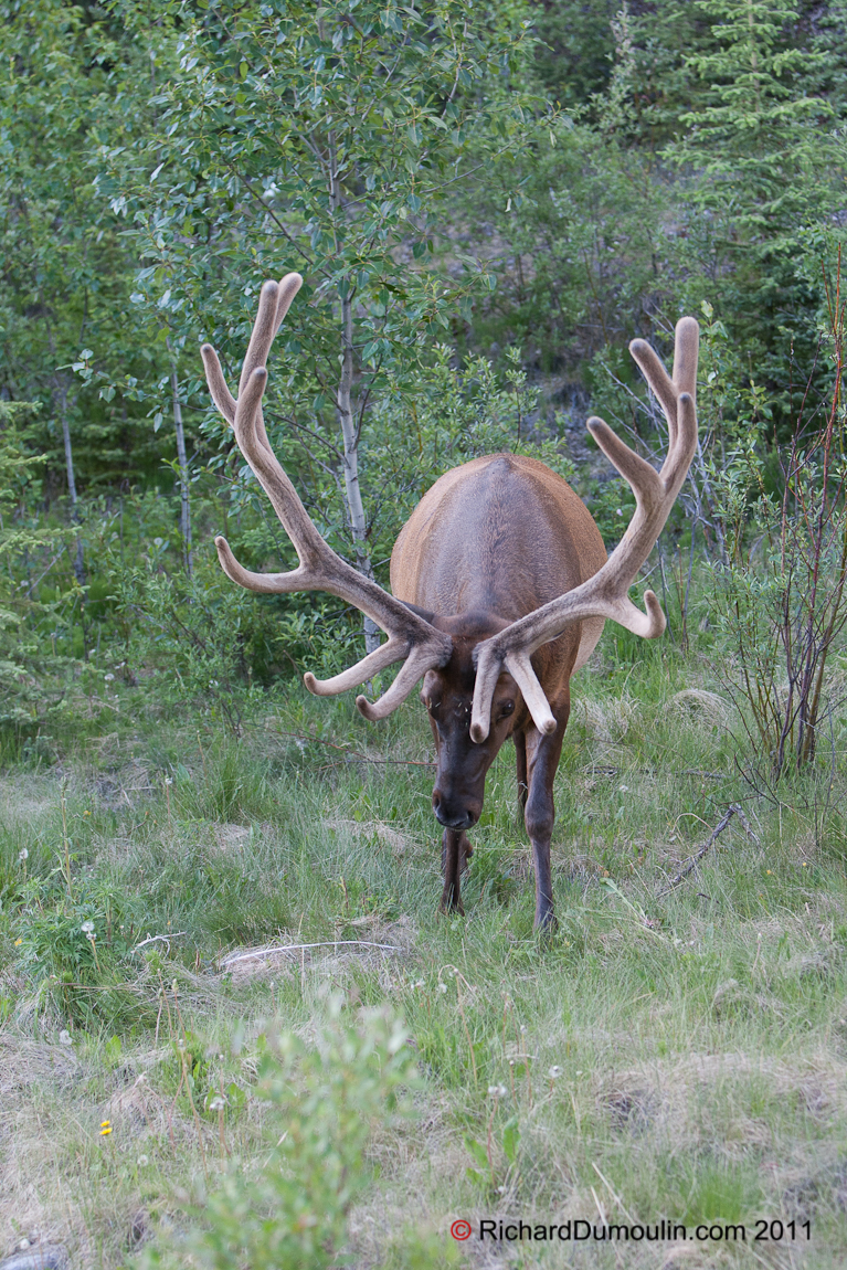 ELK