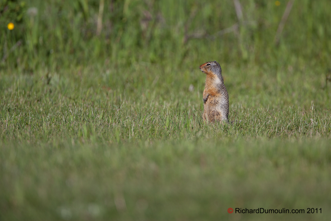 PRAIRIE DOG