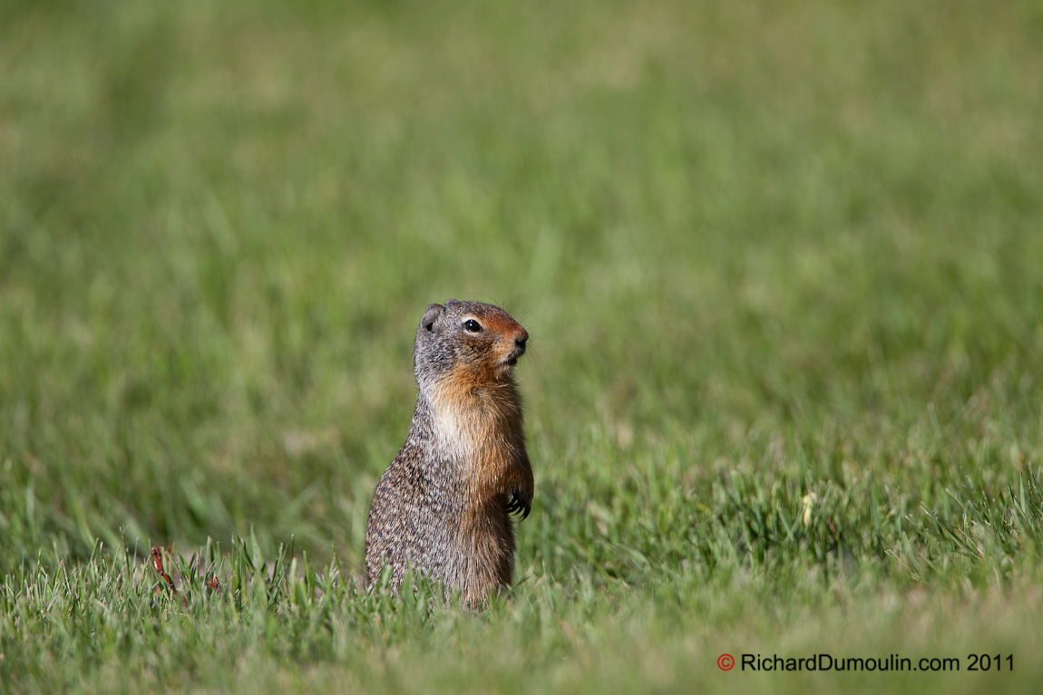 PRAIRIE DOG