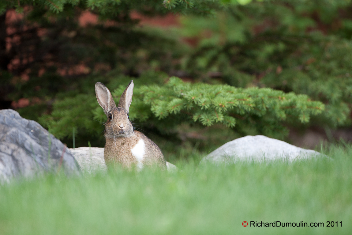 RABBIT
