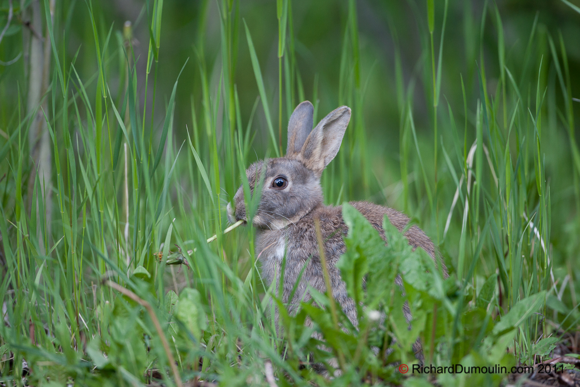 RABBIT
