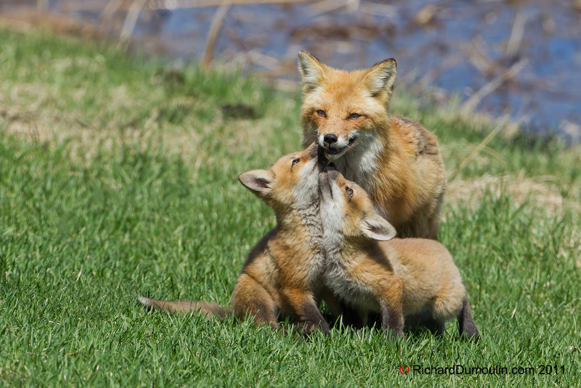 RED FOX