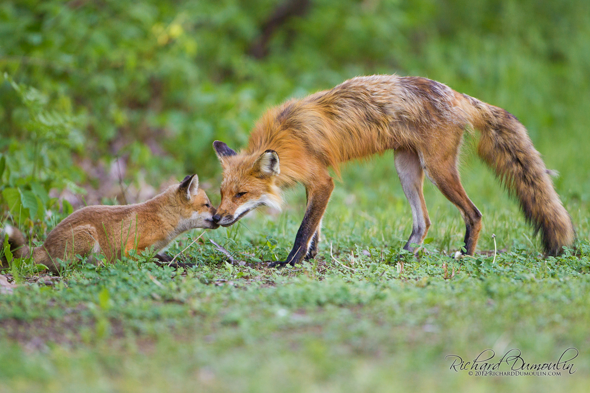 RED FOX
