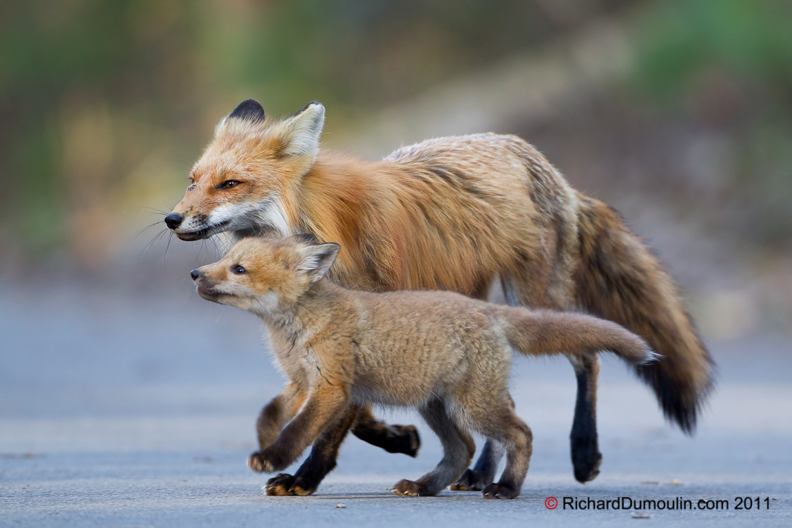 RED FOX