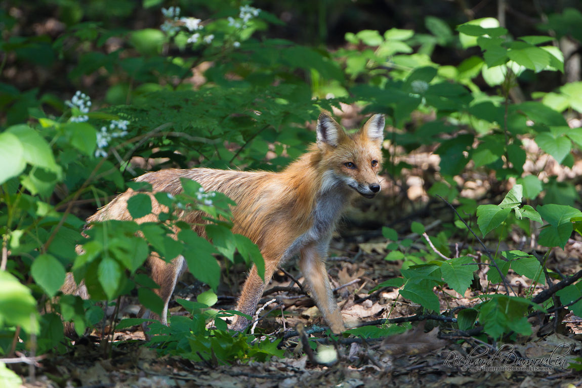 RED FOX