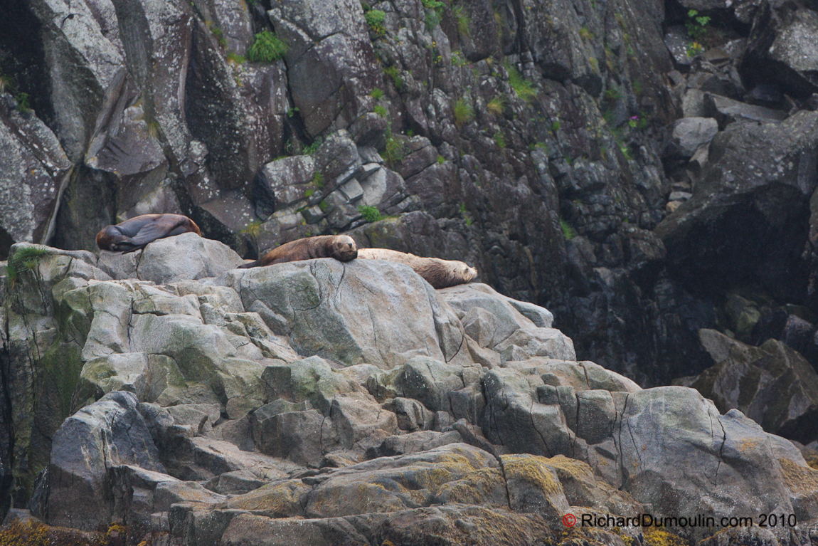 SEA LION