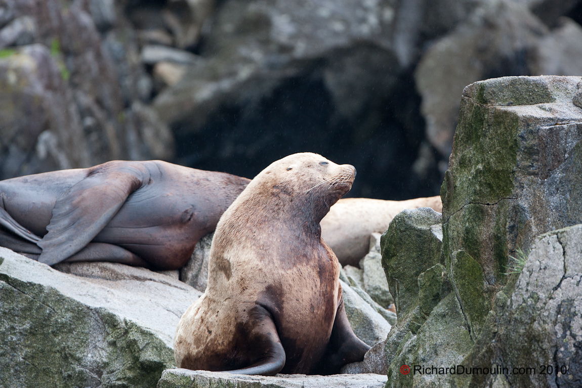 SEA LION