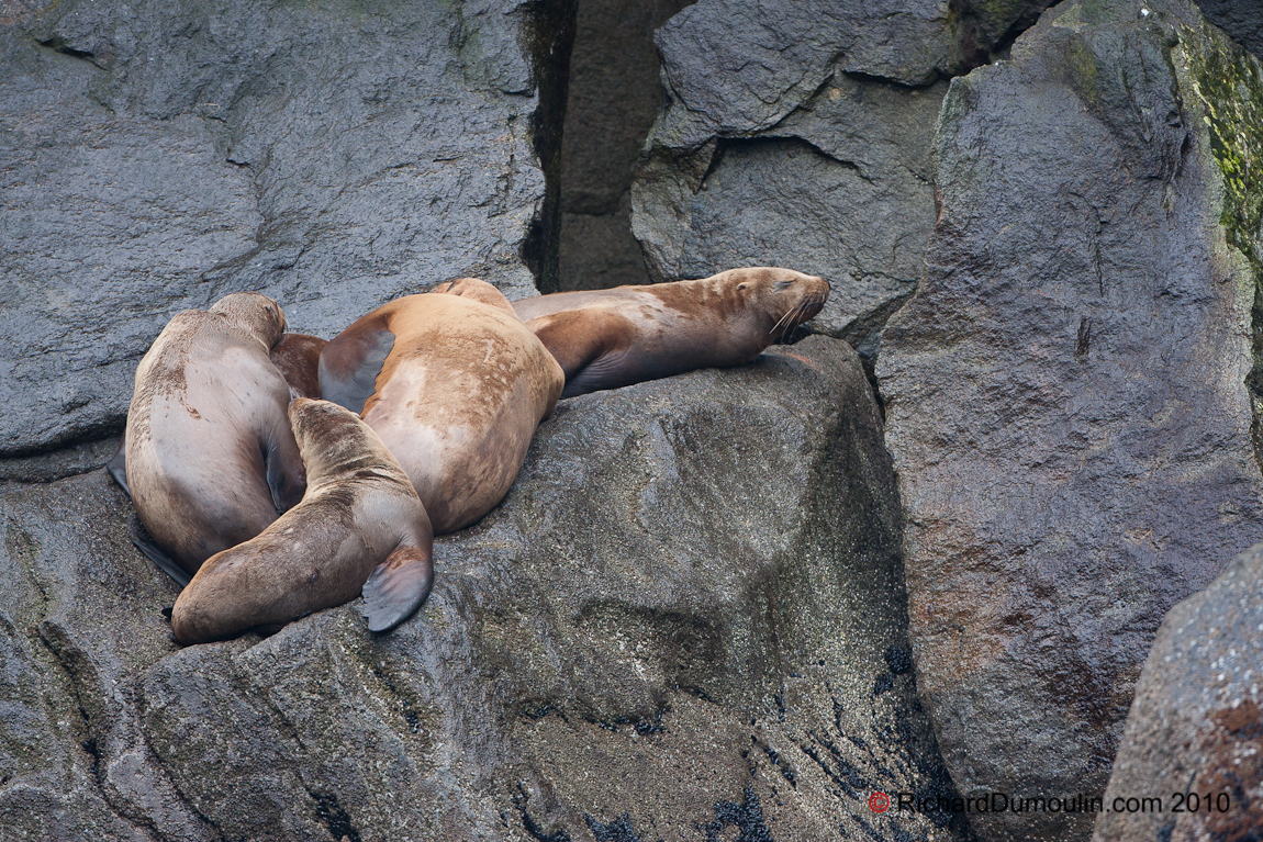SEA LION