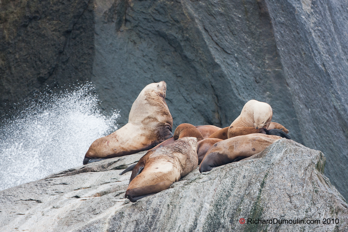 SEA LION