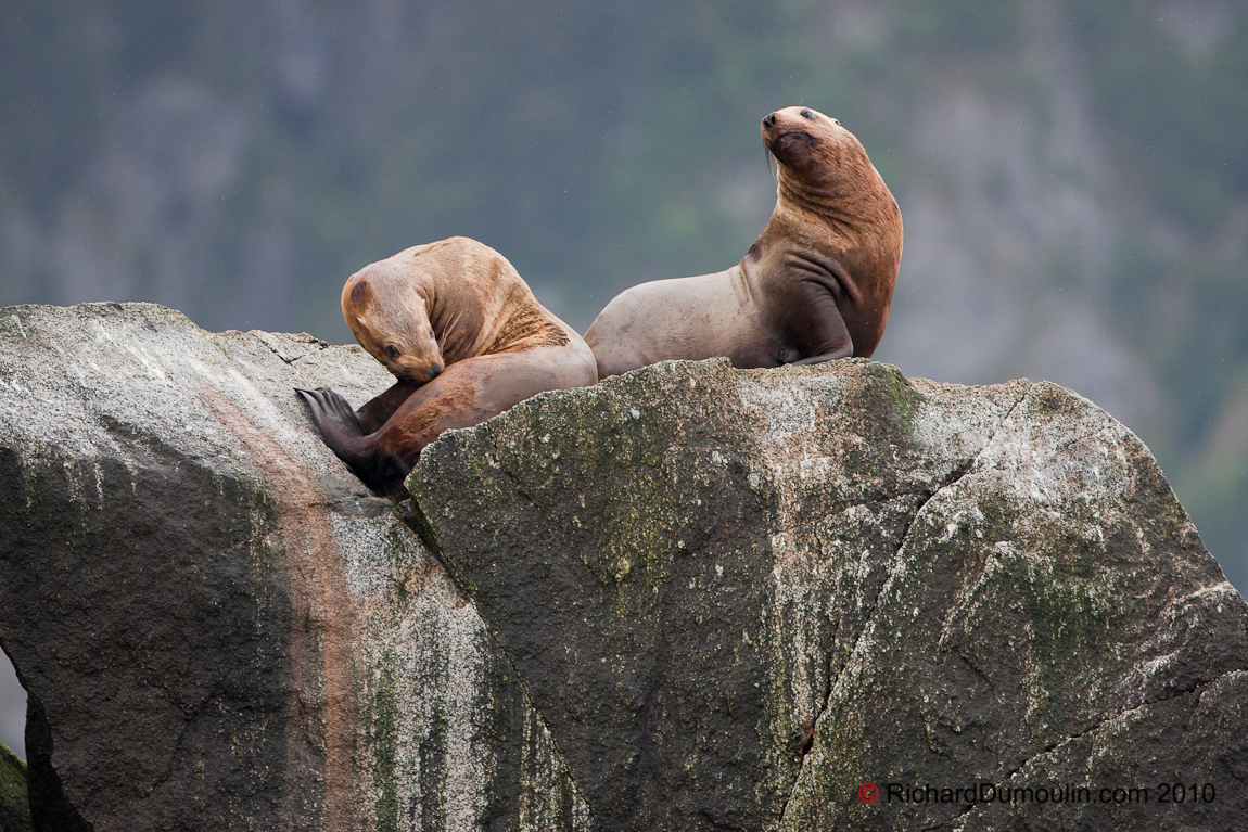 SEA LION