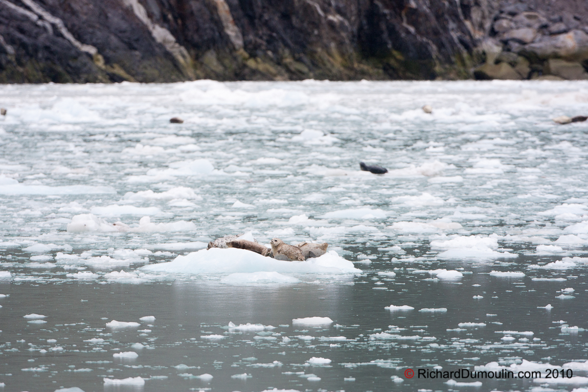 SEAL