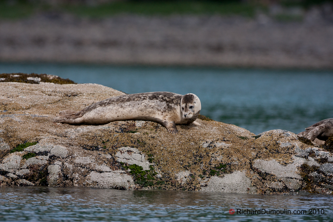 SEAL