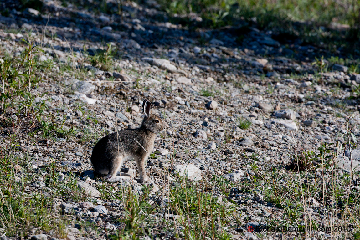 SNOWSHOE HARE