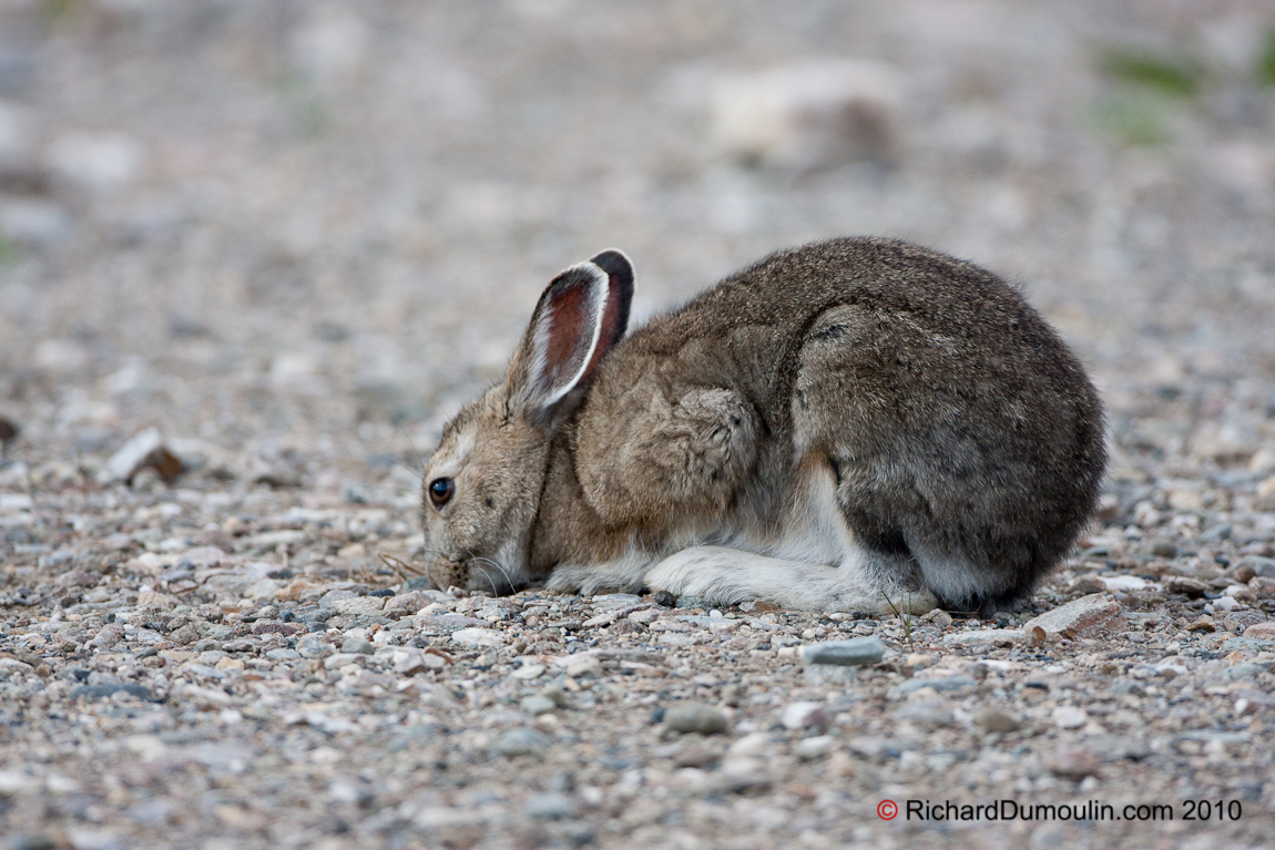 SNOWSHOE HARE