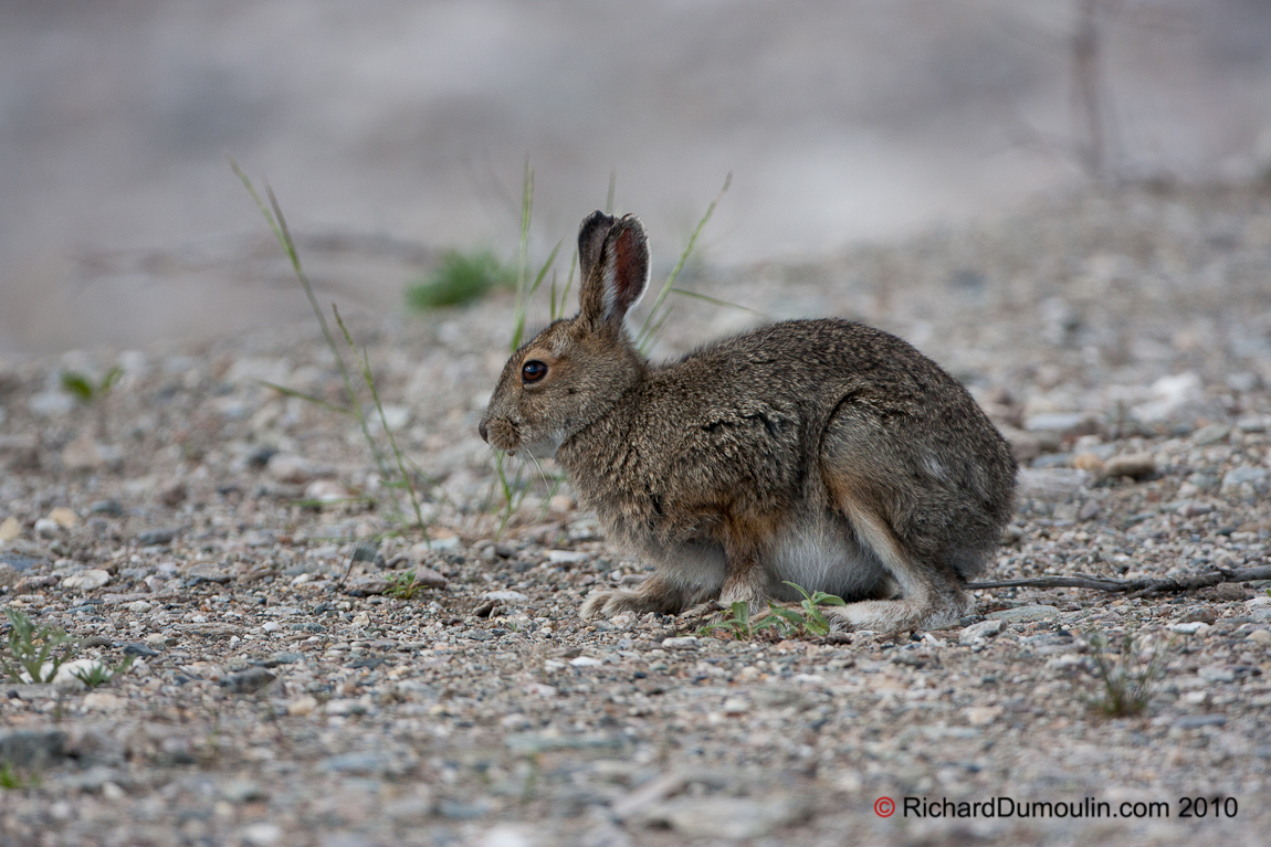SNOWSHOE HARE