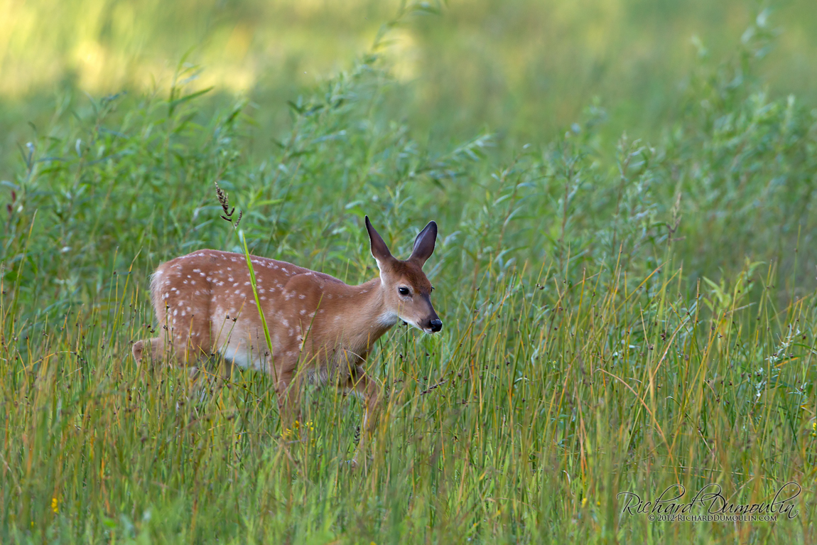 WHITE-TAILED DEER