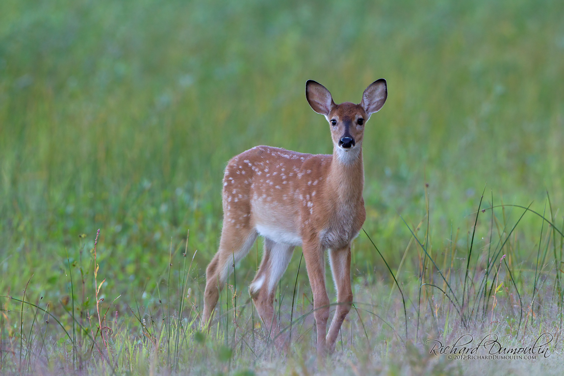 WHITE-TAILED DEER