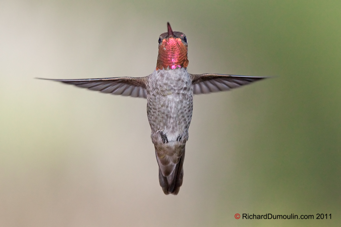 ANNA HUMMINGBIRD