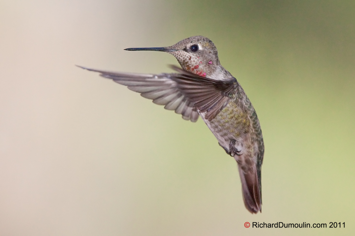 ANNA HUMMINGBIRD