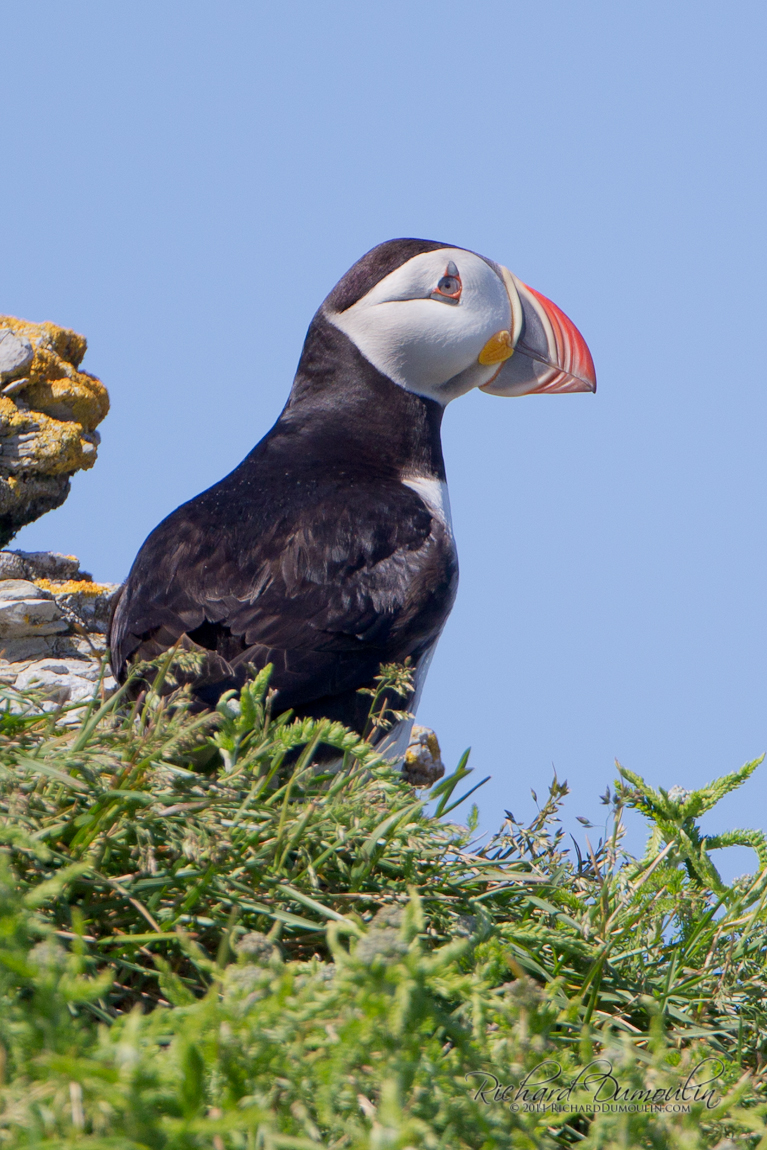 ATLANTIC PUFFIN