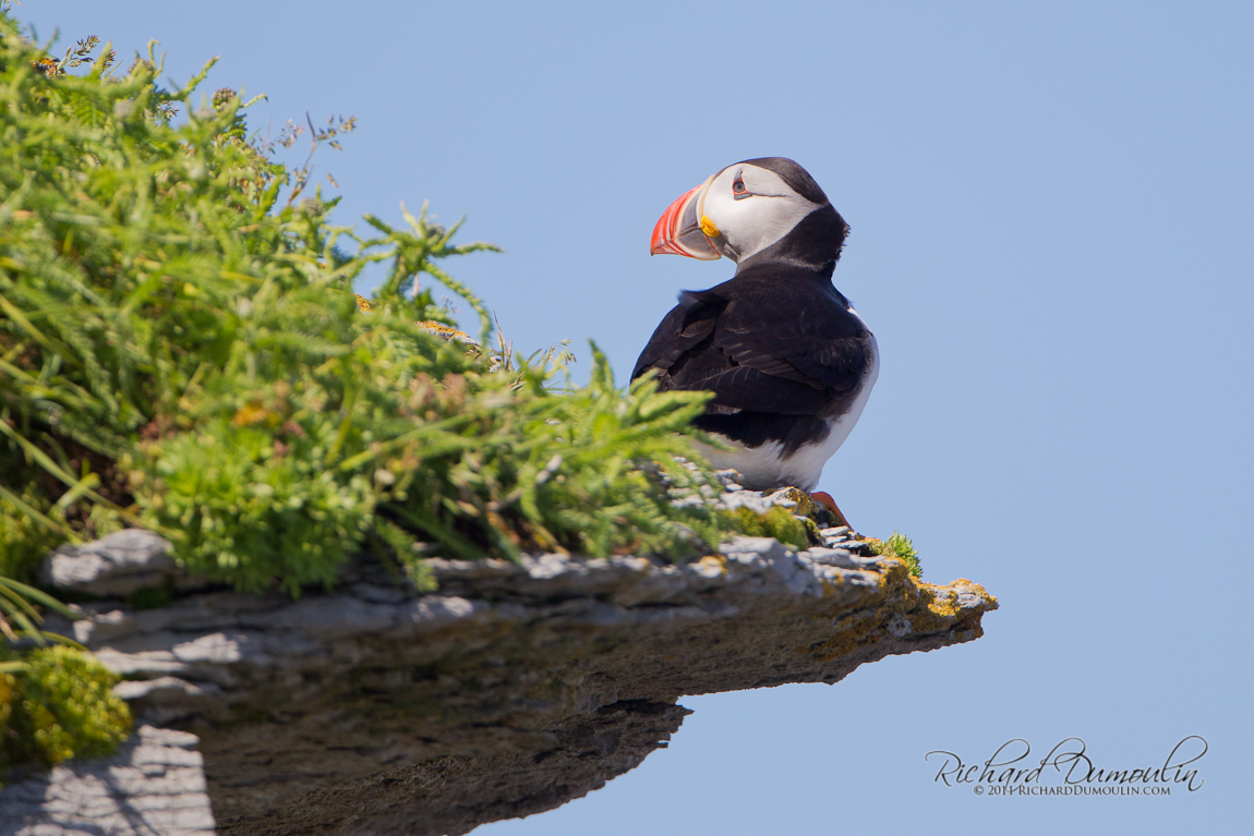 ATLANTIC PUFFIN