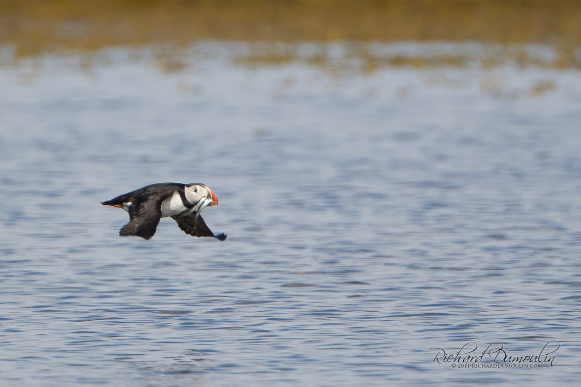ATLANTIC PUFFIN