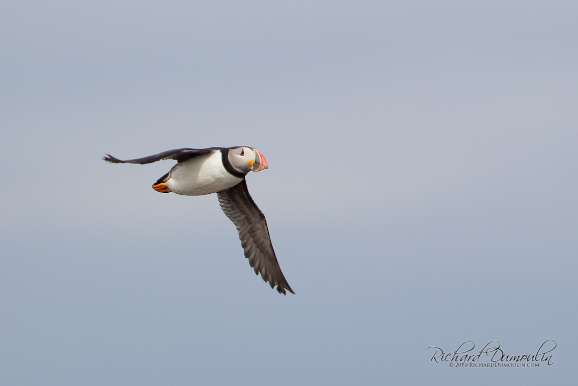 ATLANTIC PUFFIN