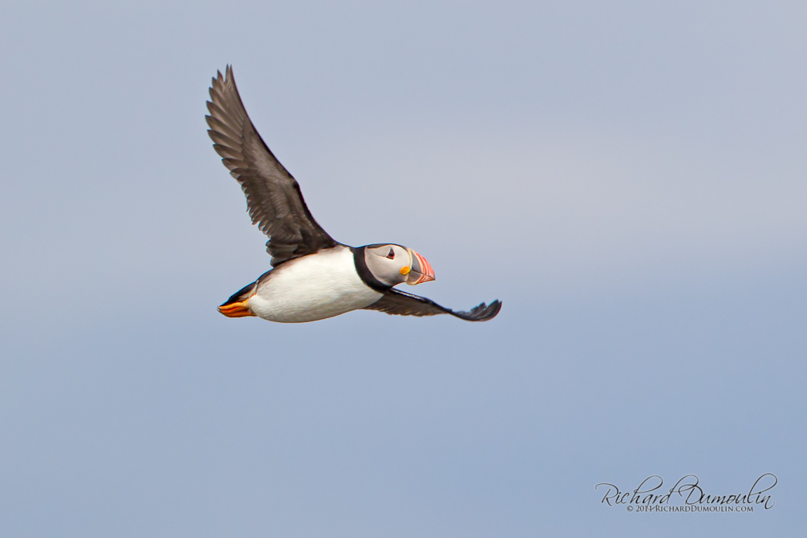 ATLANTIC PUFFIN