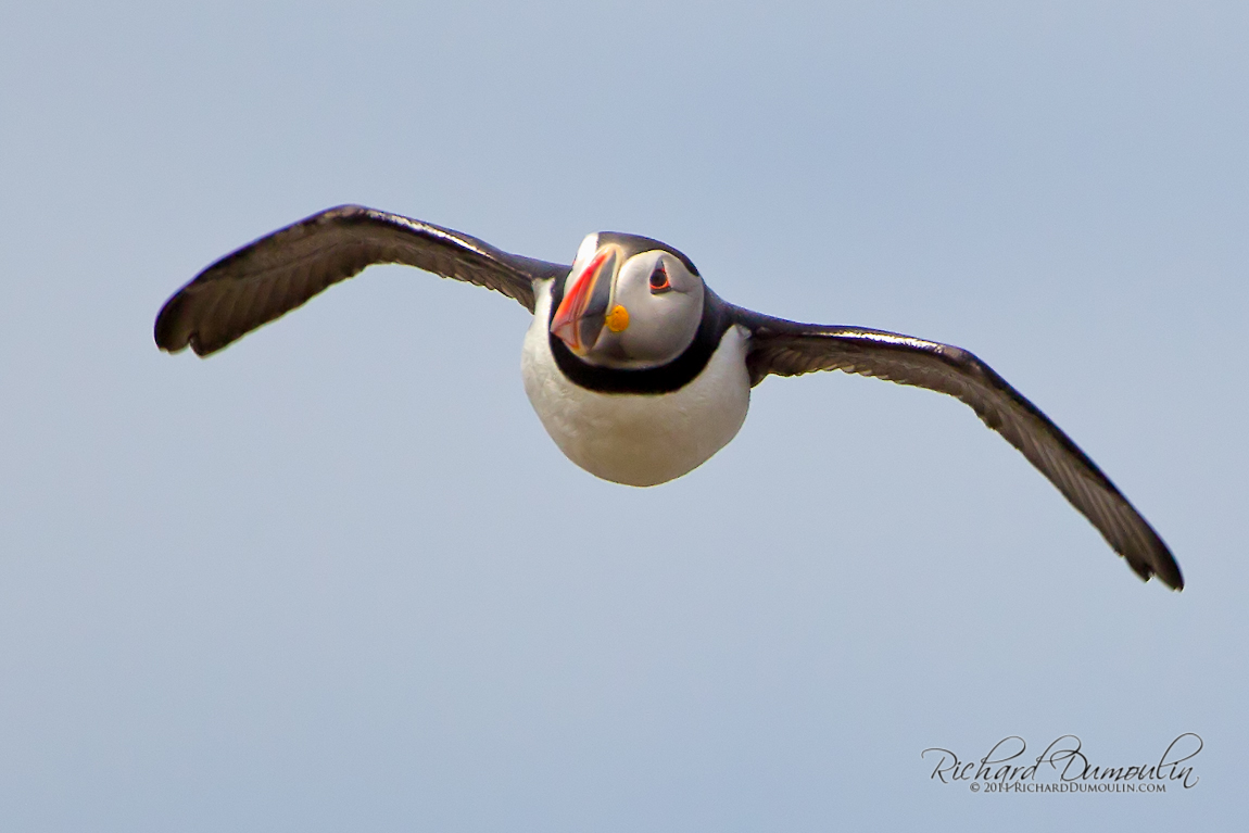 ATLANTIC PUFFIN