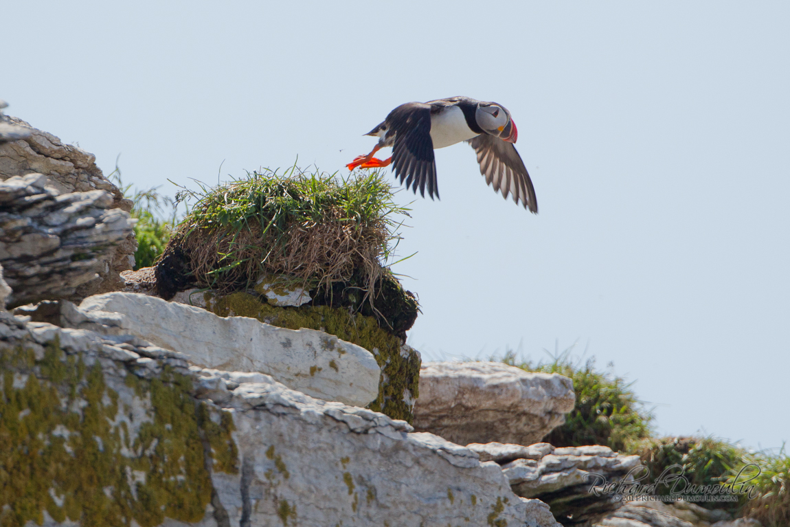 ATLANTIC PUFFIN