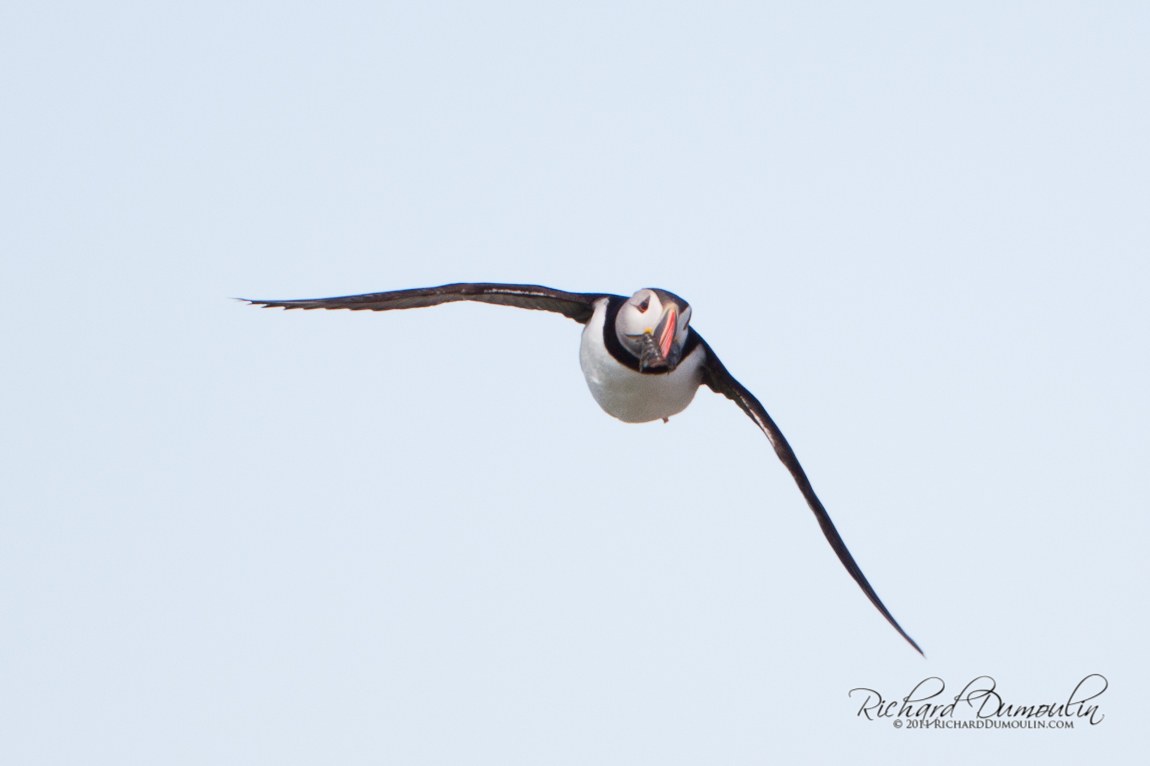 ATLANTIC PUFFIN