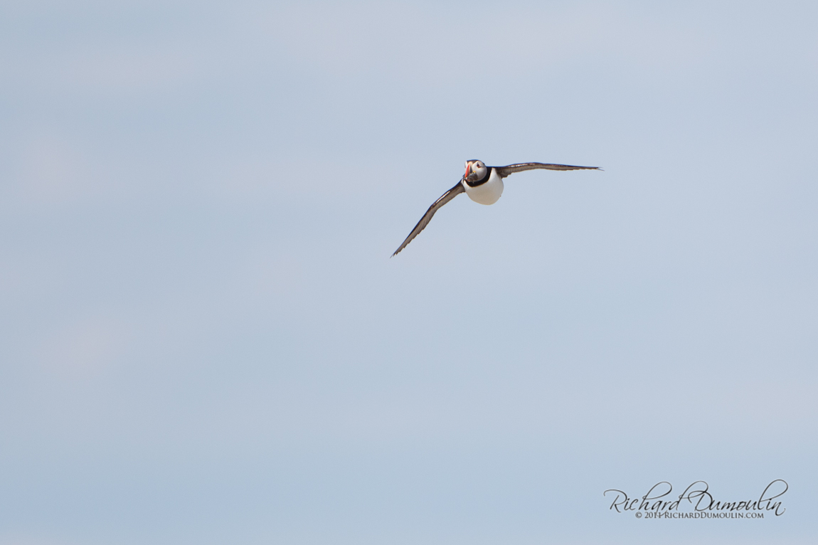 ATLANTIC PUFFIN