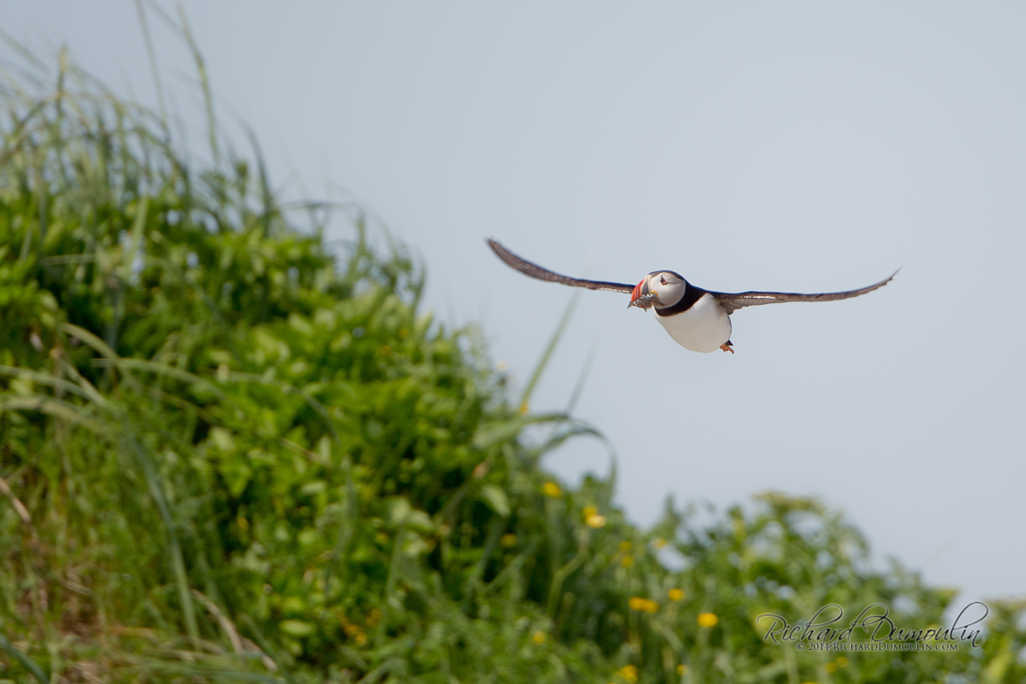 ATLANTIC PUFFIN