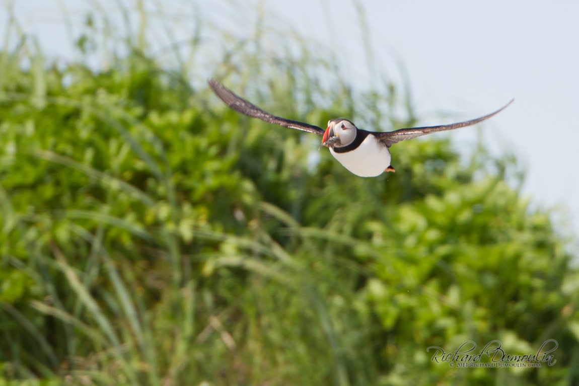 ATLANTIC PUFFIN